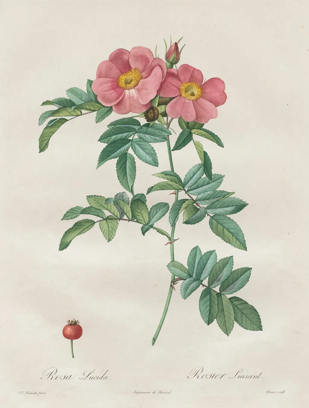 Les Roses:  Rosa Lucida, by Henry Joseph Redouté, 1820