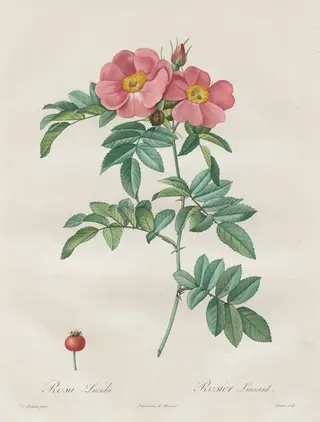 Les Roses:  Rosa Lucida, by Henry Joseph Redouté, 1820