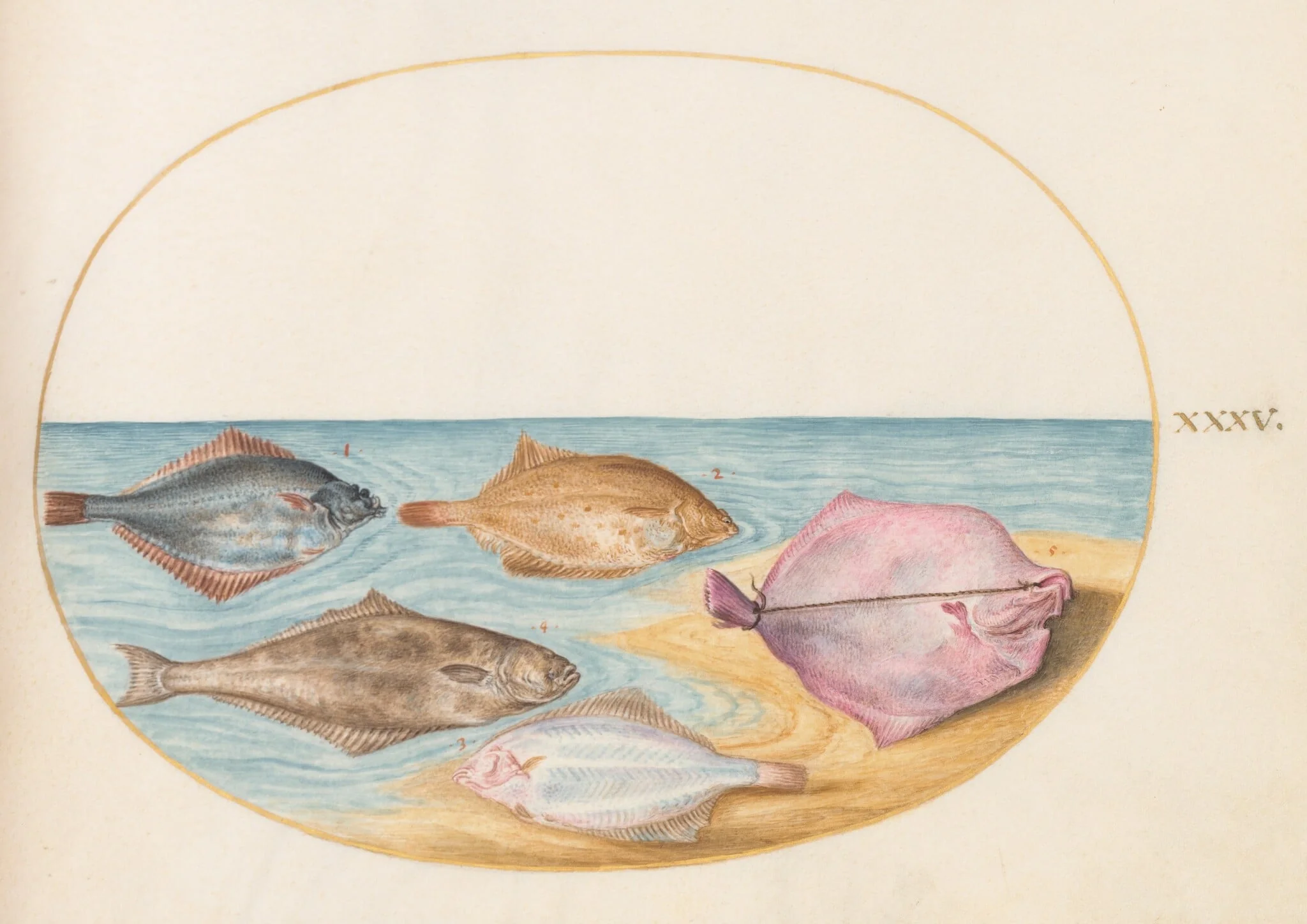 Plate 35: The Undersides of Turbot(?) and Other Flat Fish, detail