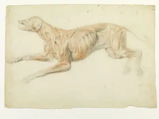 Ecorche drawing of a dog, by Thomas Landseer, 1816