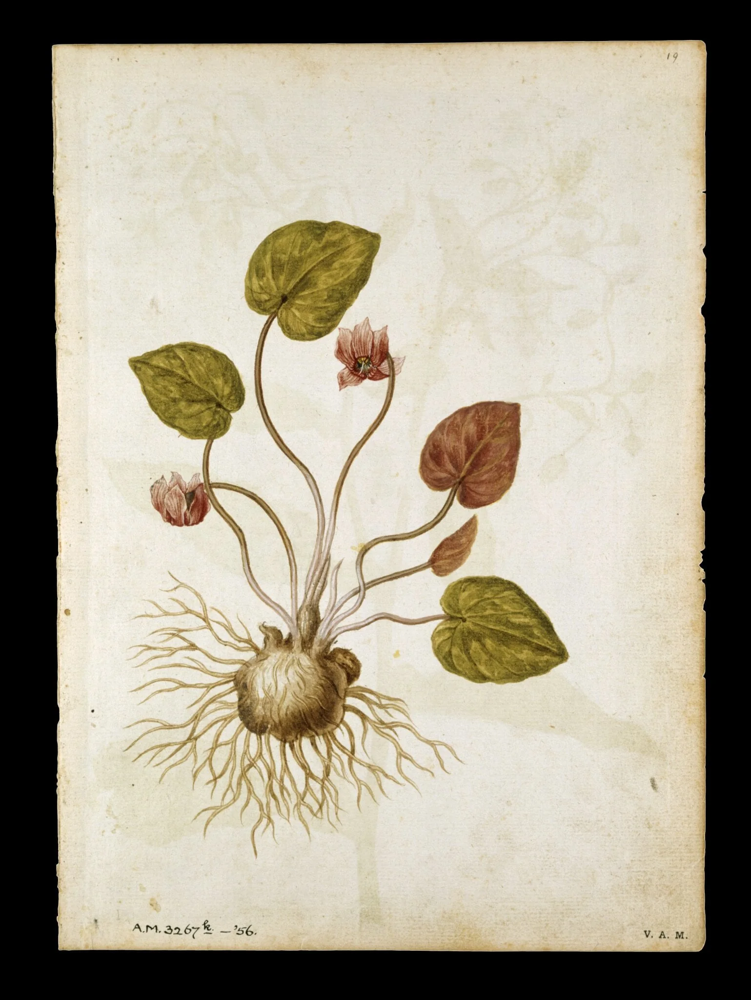 Cyclamen; Borage, detail