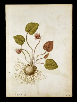 Cyclamen; Borage, by Jacques Le Moyne de Morgues, watercolor, 1568