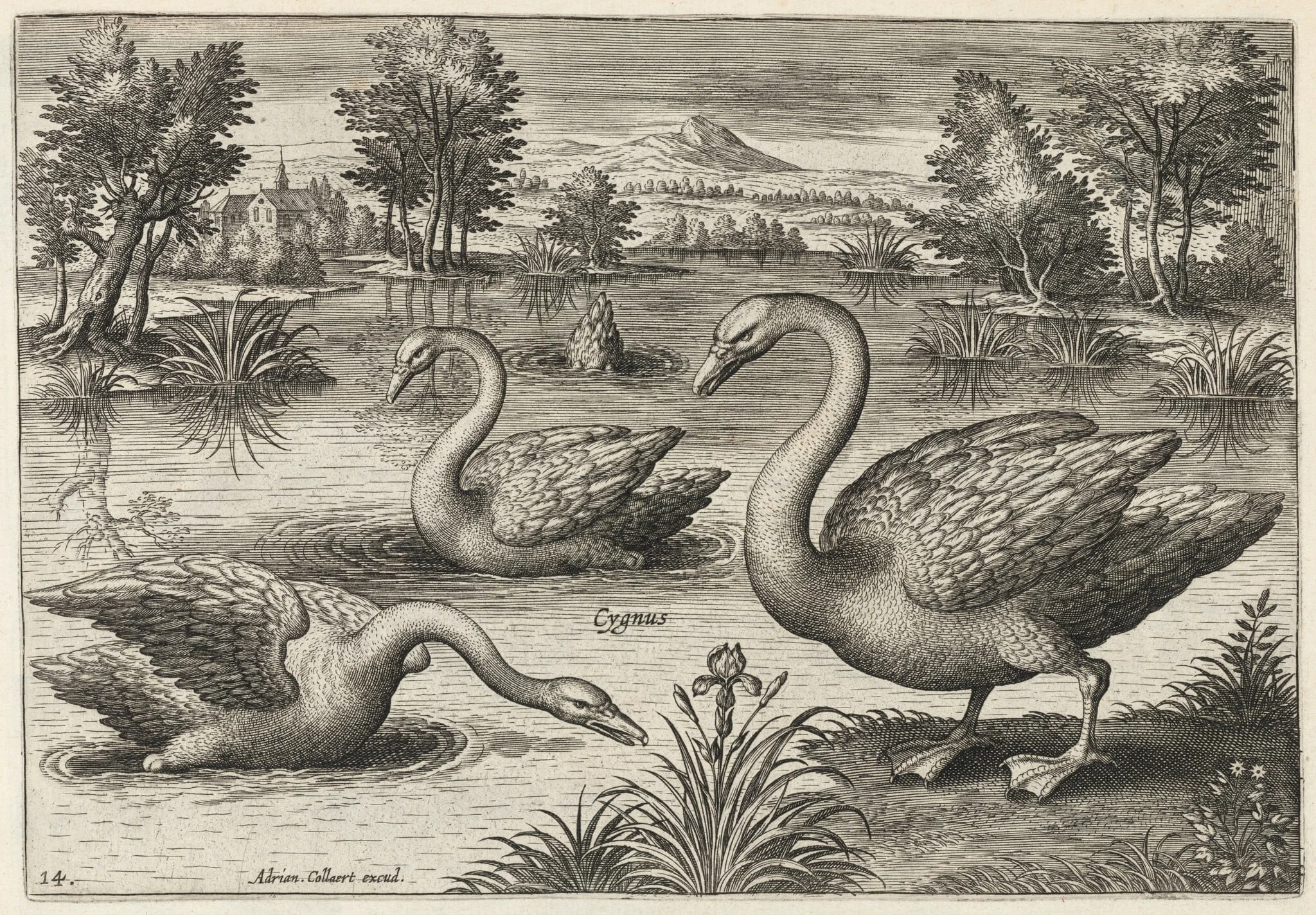 Three Whooper Swans, detail