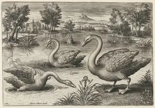 Three Whooper Swans, by Adriaen Collaert, ink, 1600