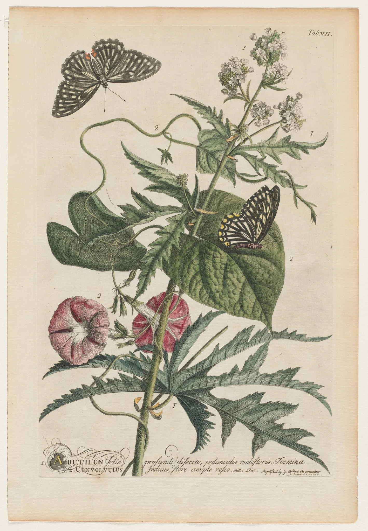 Plantae et papiliones rariores: No. 7, detail