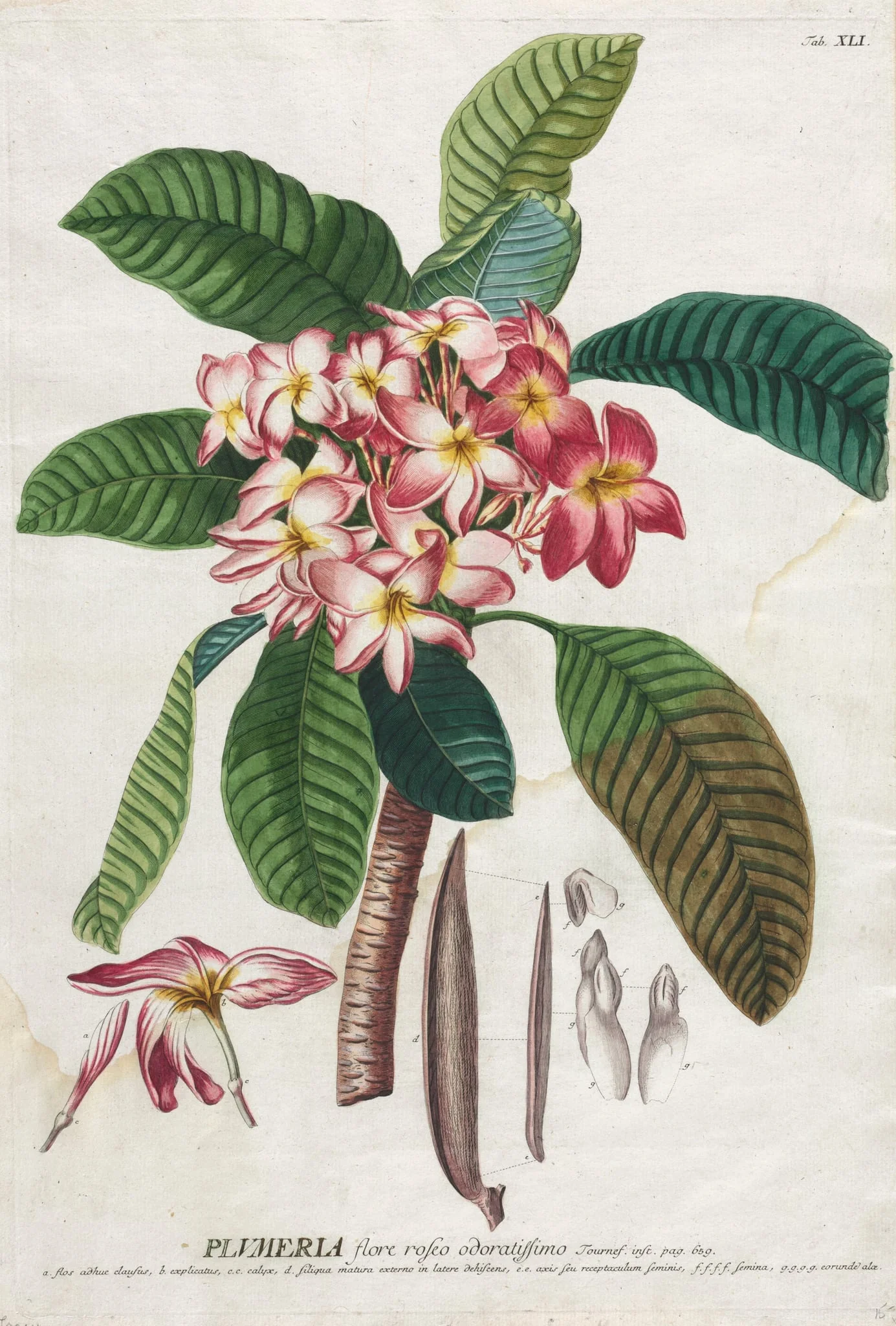 Plantae Selectae: No. 41, detail