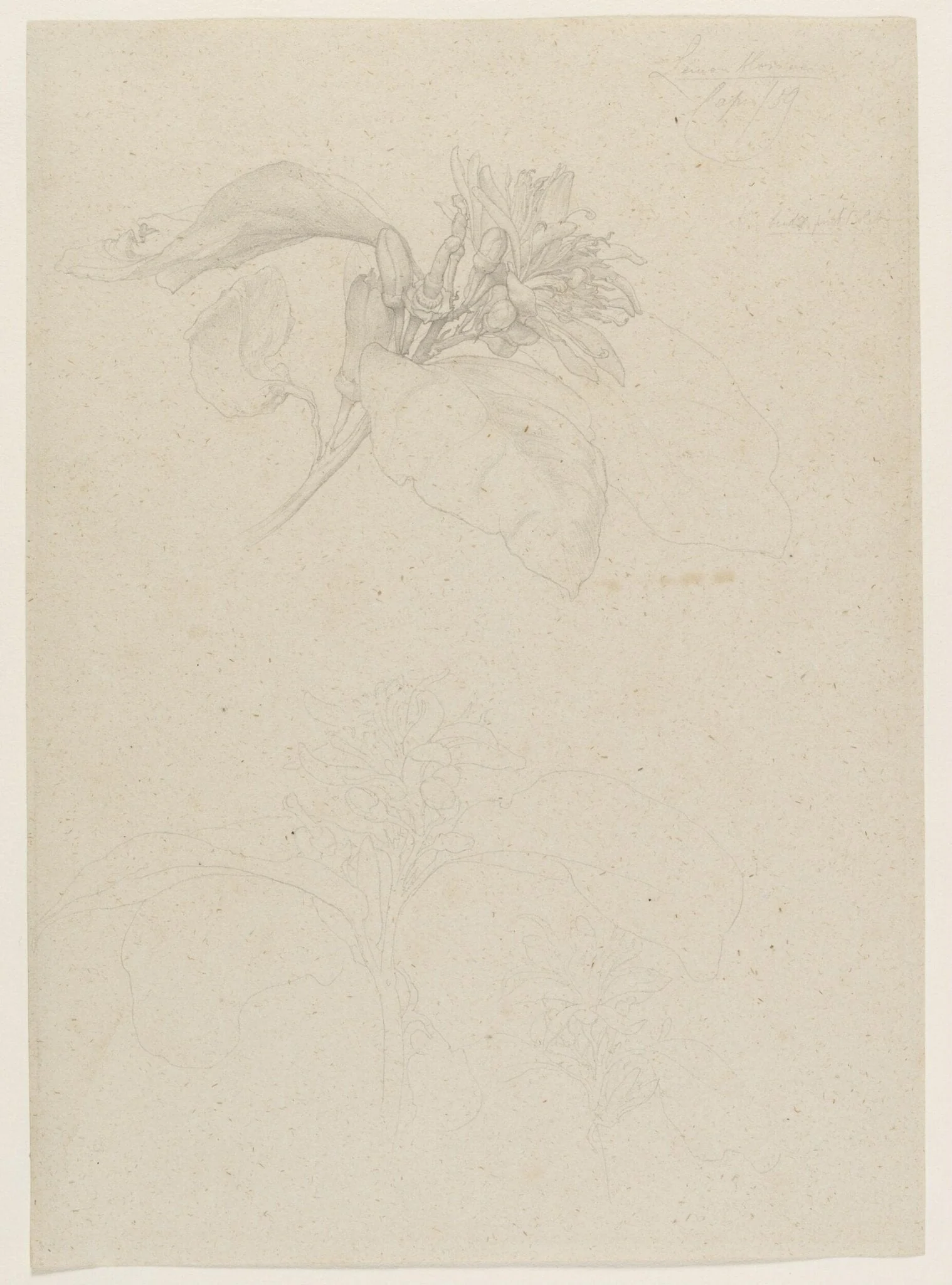 Lemon blossom. Capri, detail