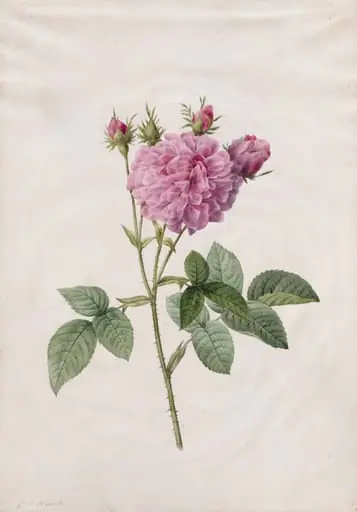 Agatha Rose (Rosa Gallica Agatha), by Henry Joseph Redouté, 1820