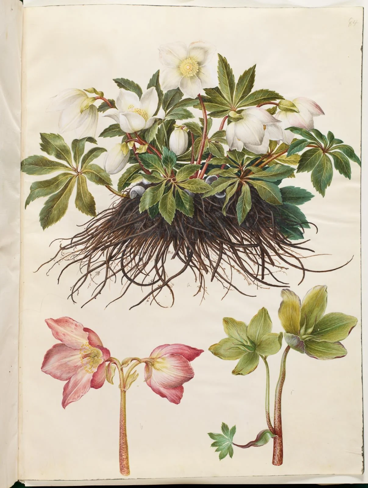 Helleborus niger (almindelig julerose), detail