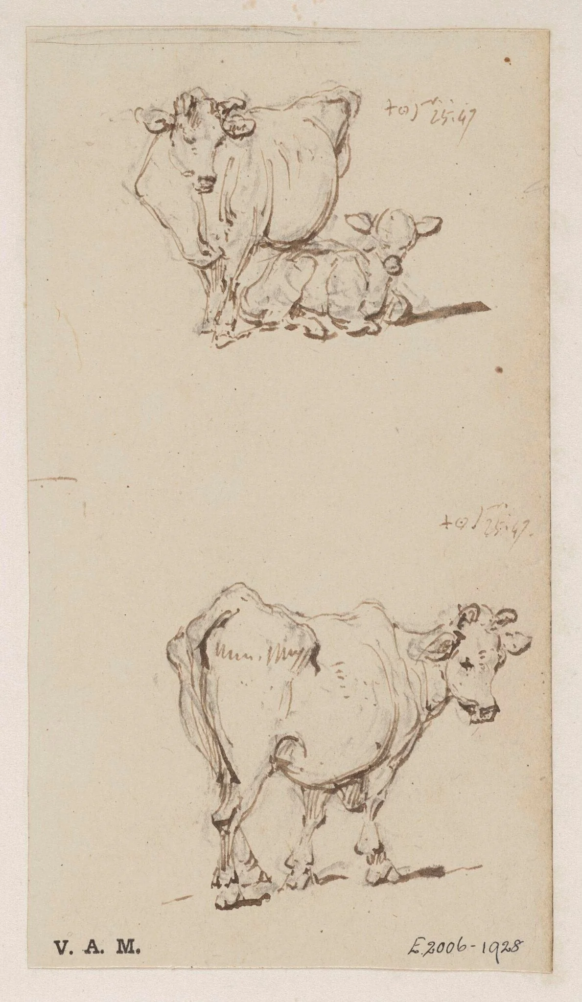 A cow, and a cow with a calf, detail