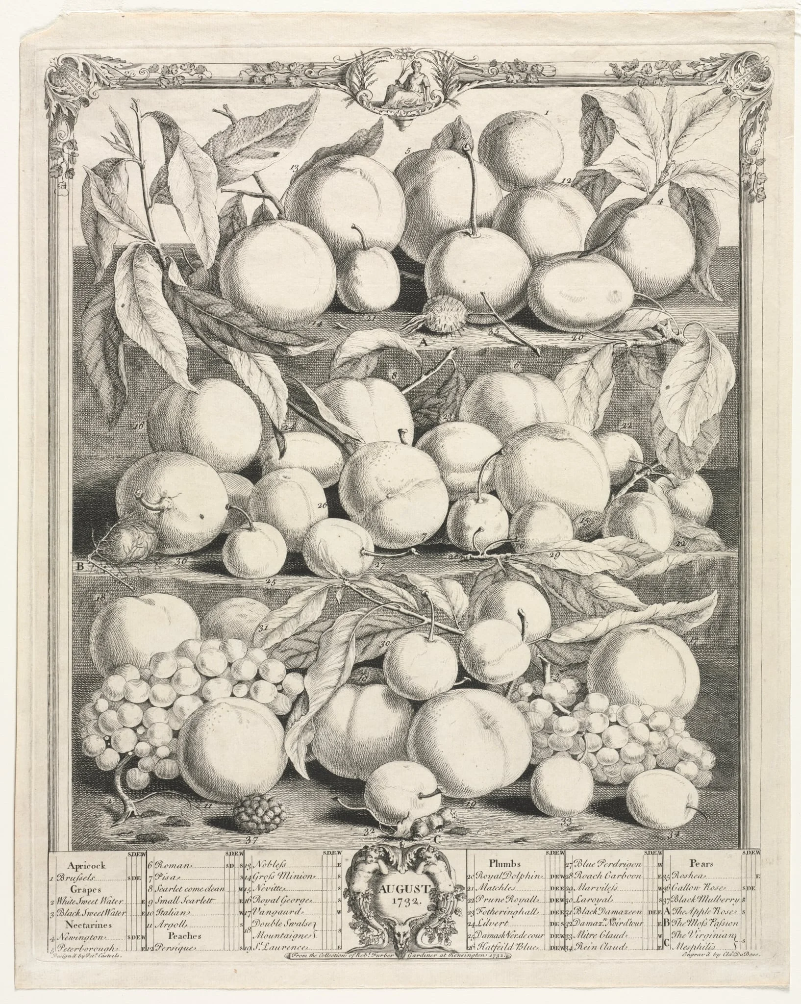Twelve Months of Fruit: August, detail