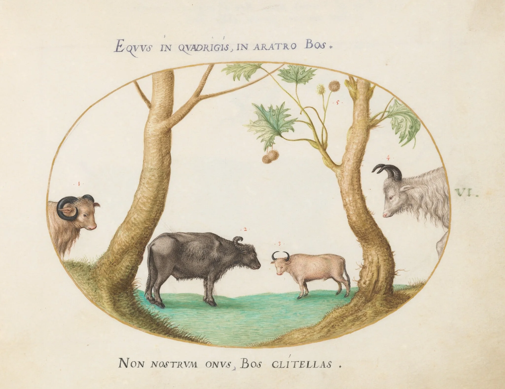 Plate 6: A Variety of Oxen with a Ram and a Water Buffalo(?) by a Plane Tree, detail