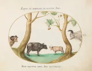Plate 6: A Variety of Oxen with a Ram and a Water Buffalo(?) by a Plane Tree, by Joris Hoefnagel, gouache, 1594