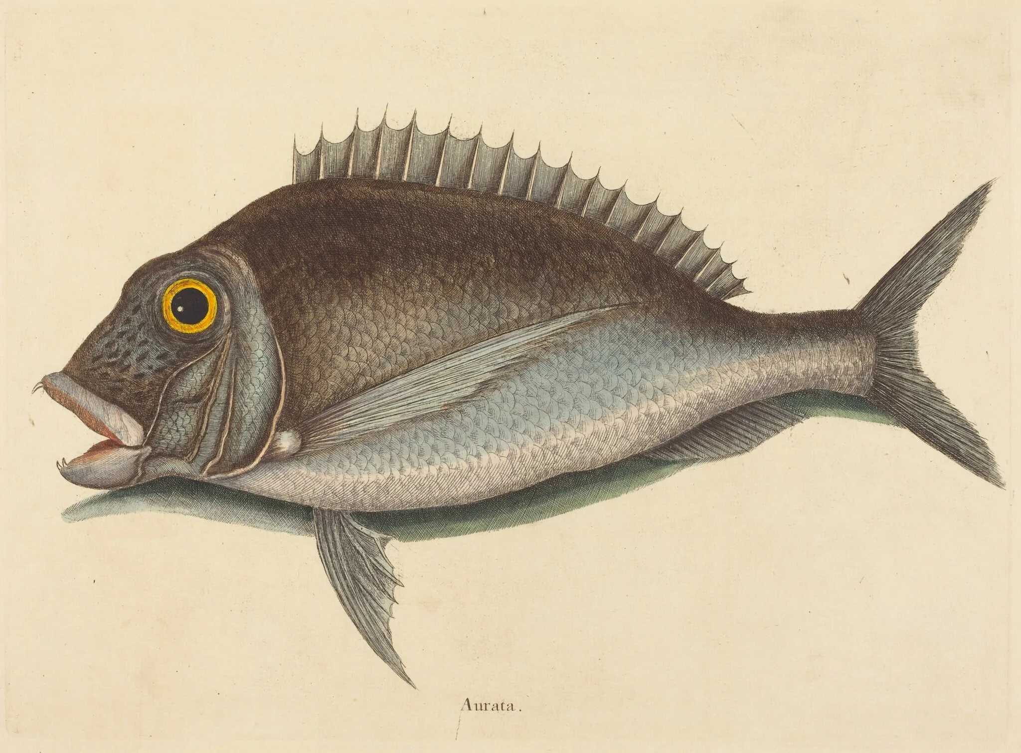 The Porgy (Sparus chrysops), detail