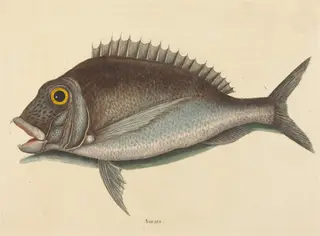 The Porgy (Sparus chrysops), by Mark Catesby, ink