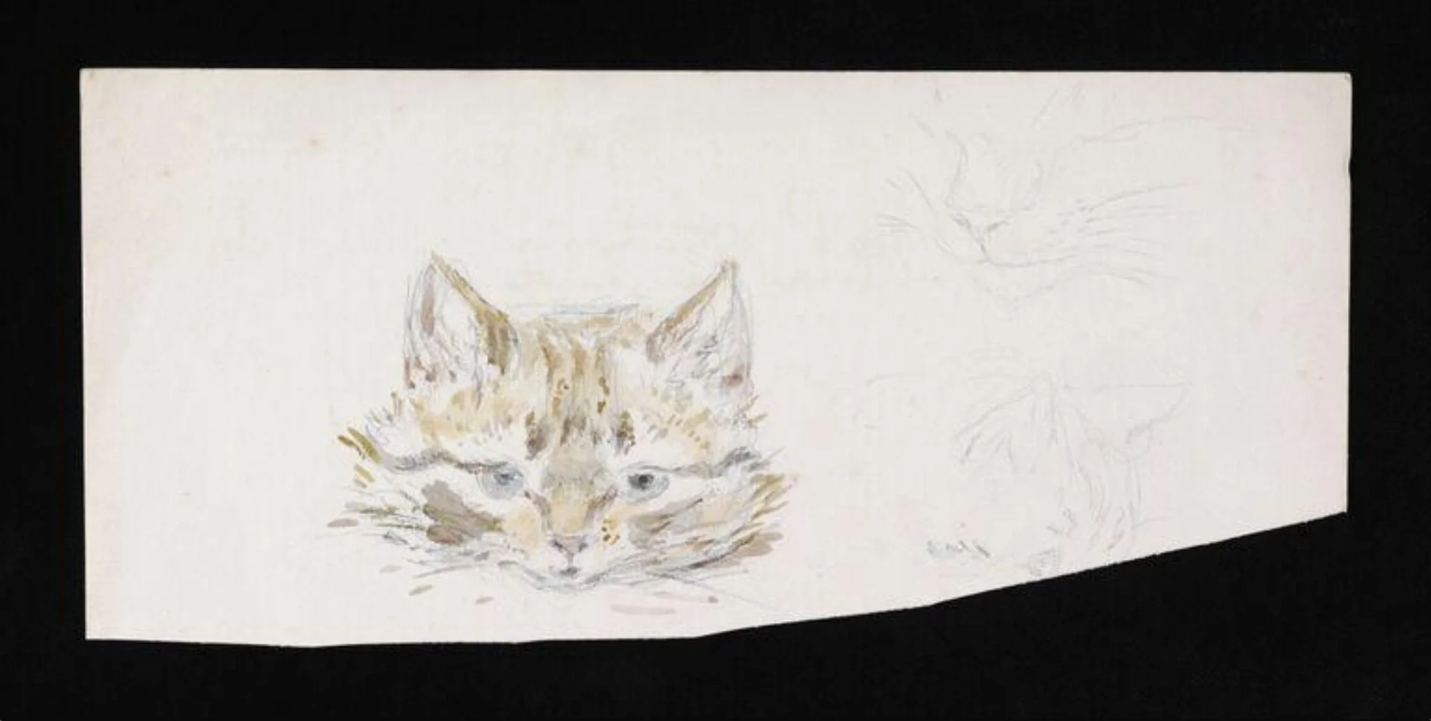 Studies of a cat, detail