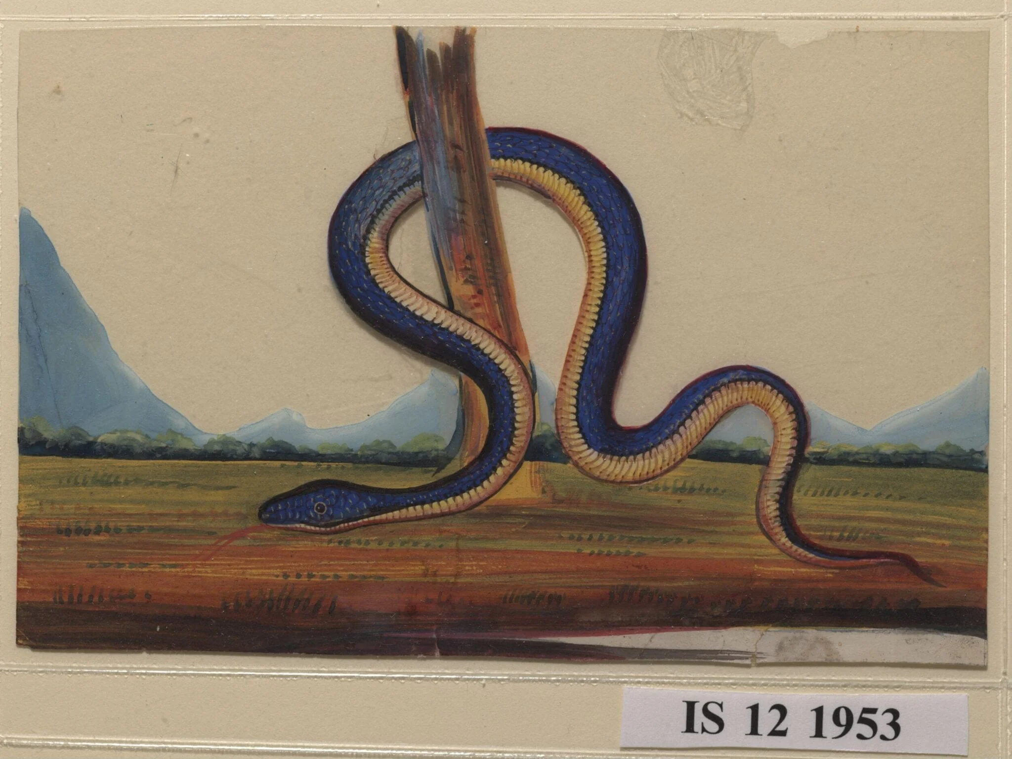 One of six drawings of snakes, poised against a landscape with hills., detail