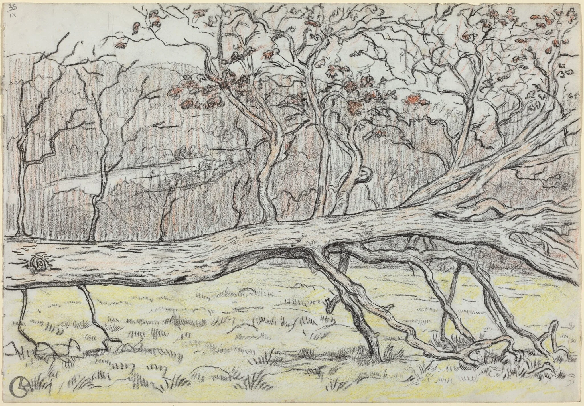 Felled Tree, Normandy, detail