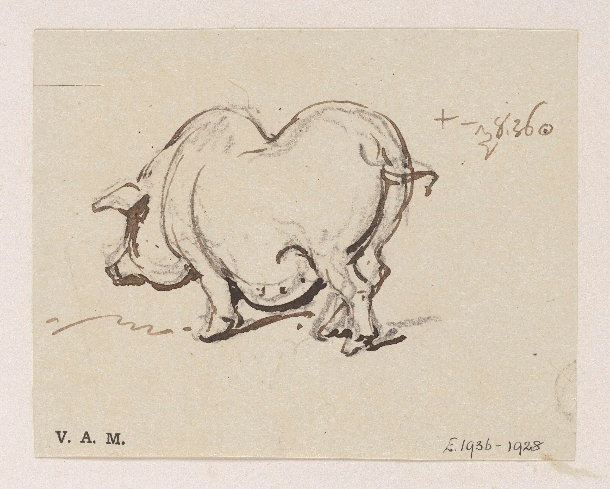 A pig, detail