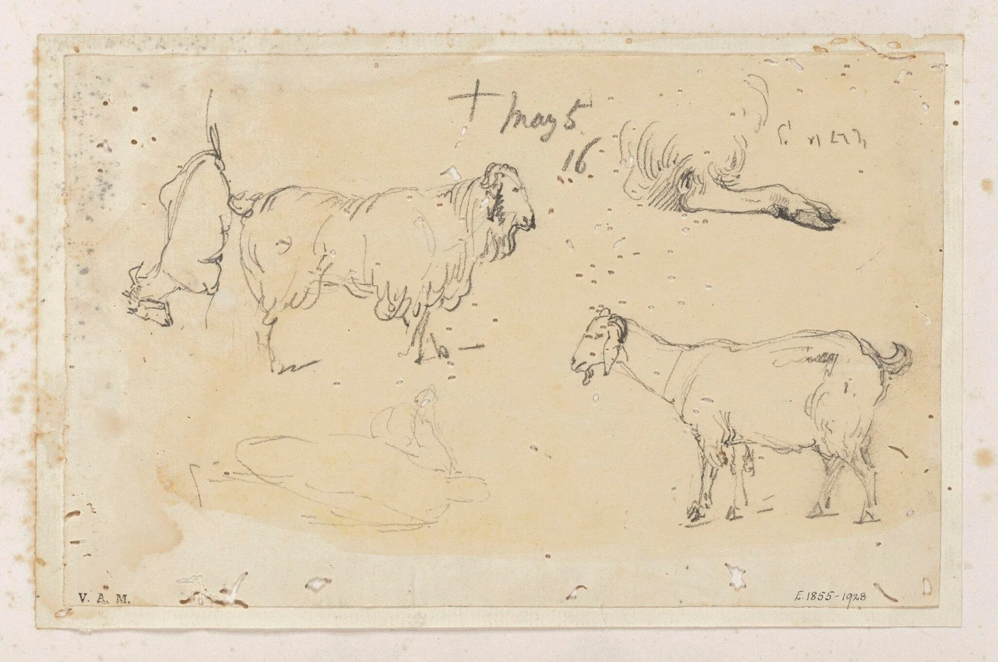 Indian livestock, detail