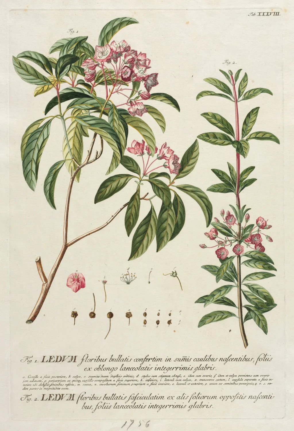 Plantae Selectae:  No. 38, by Georg Dionysius Ehret, 1762