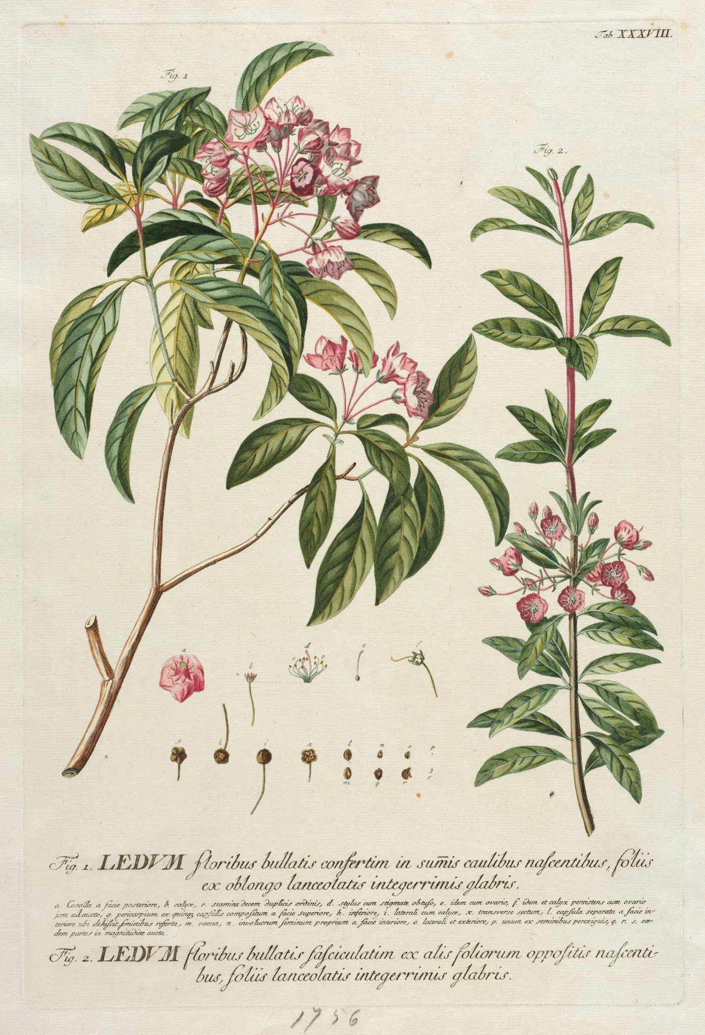 Plantae Selectae: No. 38, detail