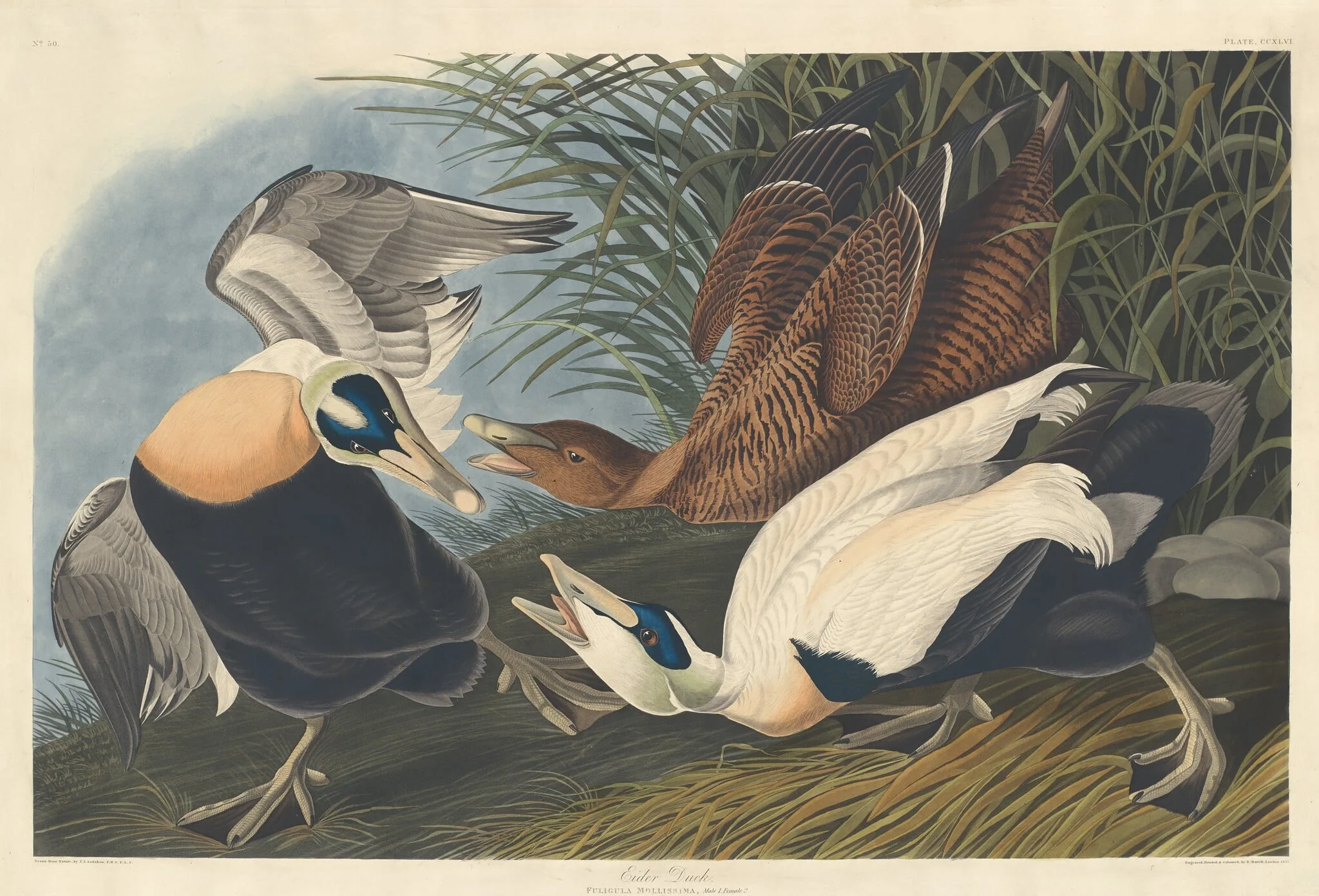 Eider Duck, detail