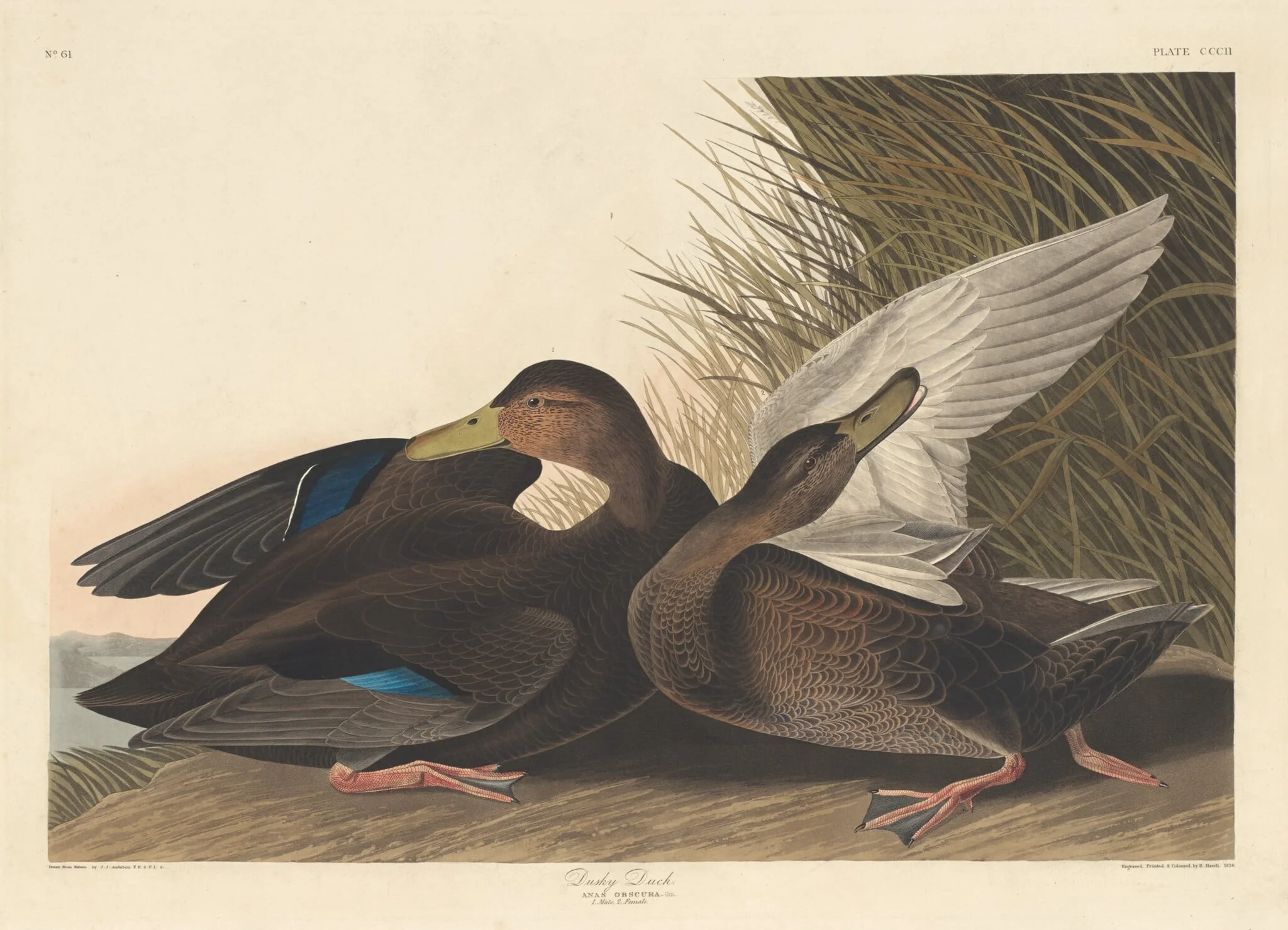 Dusky Duck, detail