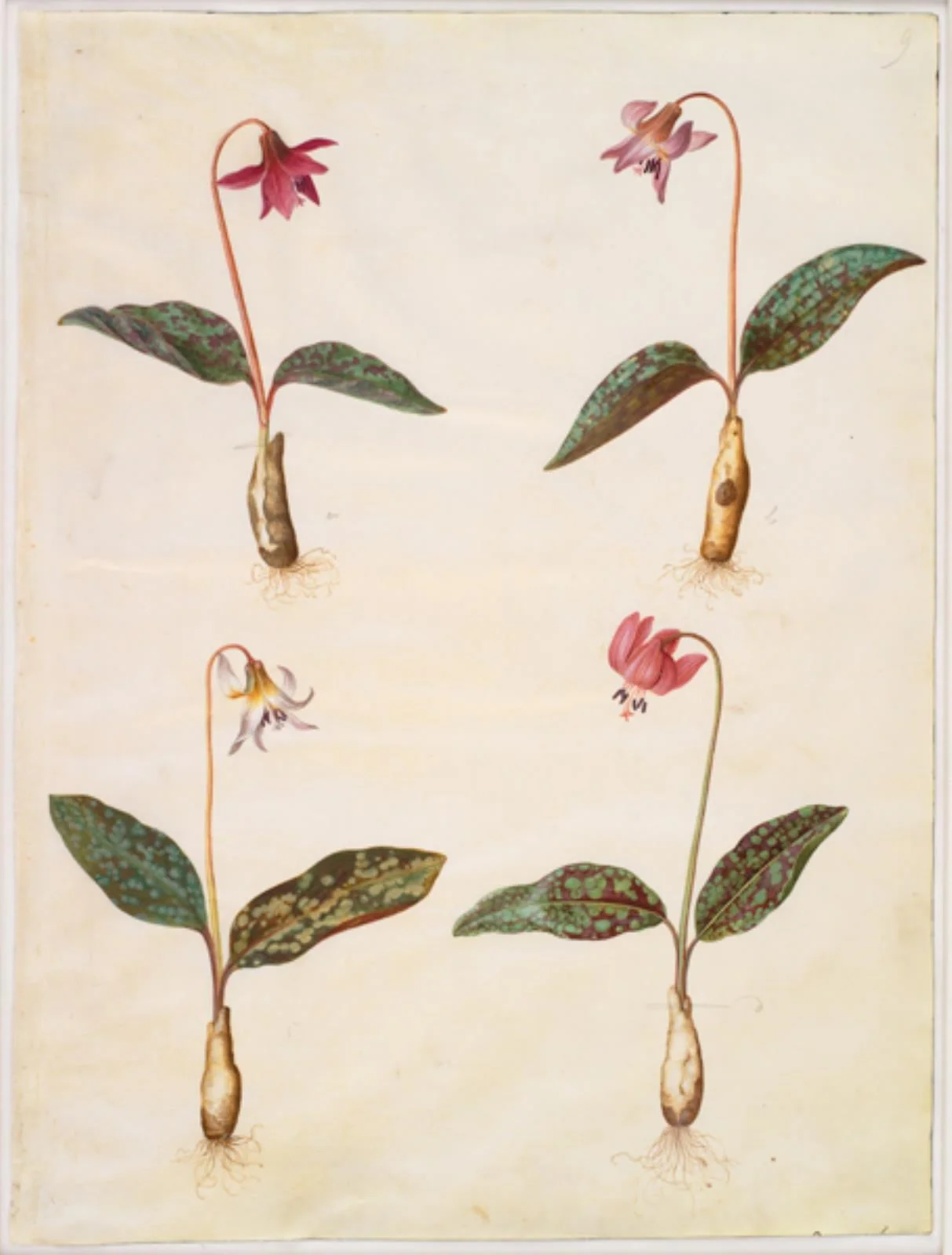 Erythronium dens-canis (ægte hundetand), detail