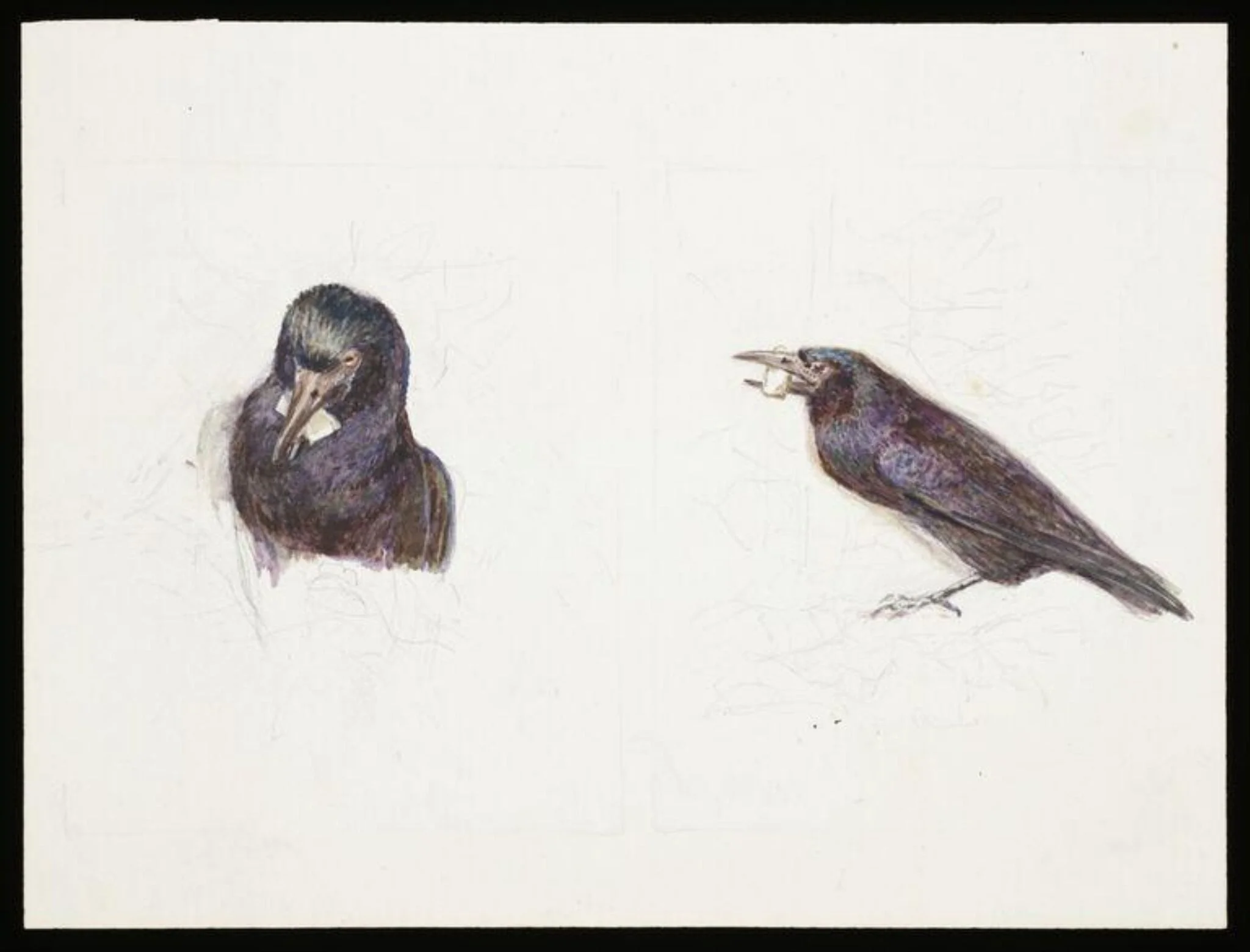 Crow with cheese in its beak, detail
