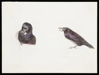 Crow with cheese in its beak, by Beatrix Potter, watercolor, 1919