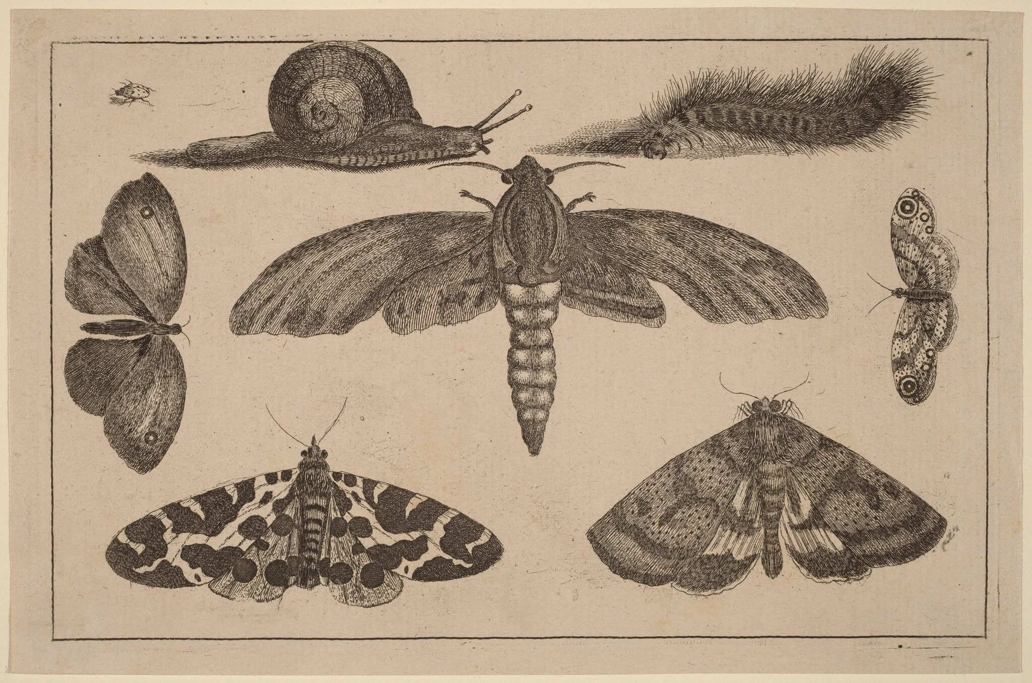 Six Insects, a Caterpillar, and a Snail, detail
