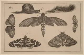 Six Insects, a Caterpillar, and a Snail, by Wenceslaus Hollar, ink, 1648