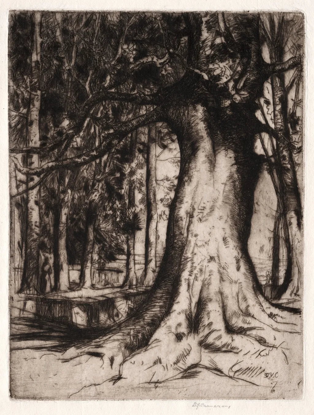The Sycamore, by David Young Cameron, 1905