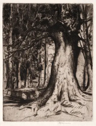 The Sycamore, by David Young Cameron, 1905