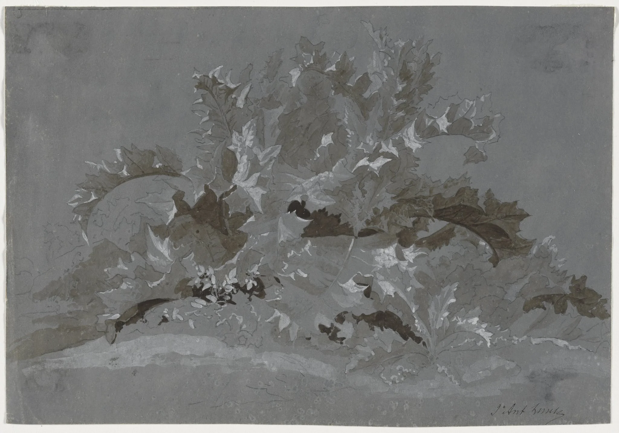 Study of Weeds, detail