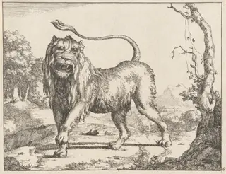 Lion, by Marcus de Bye, ink, 1664