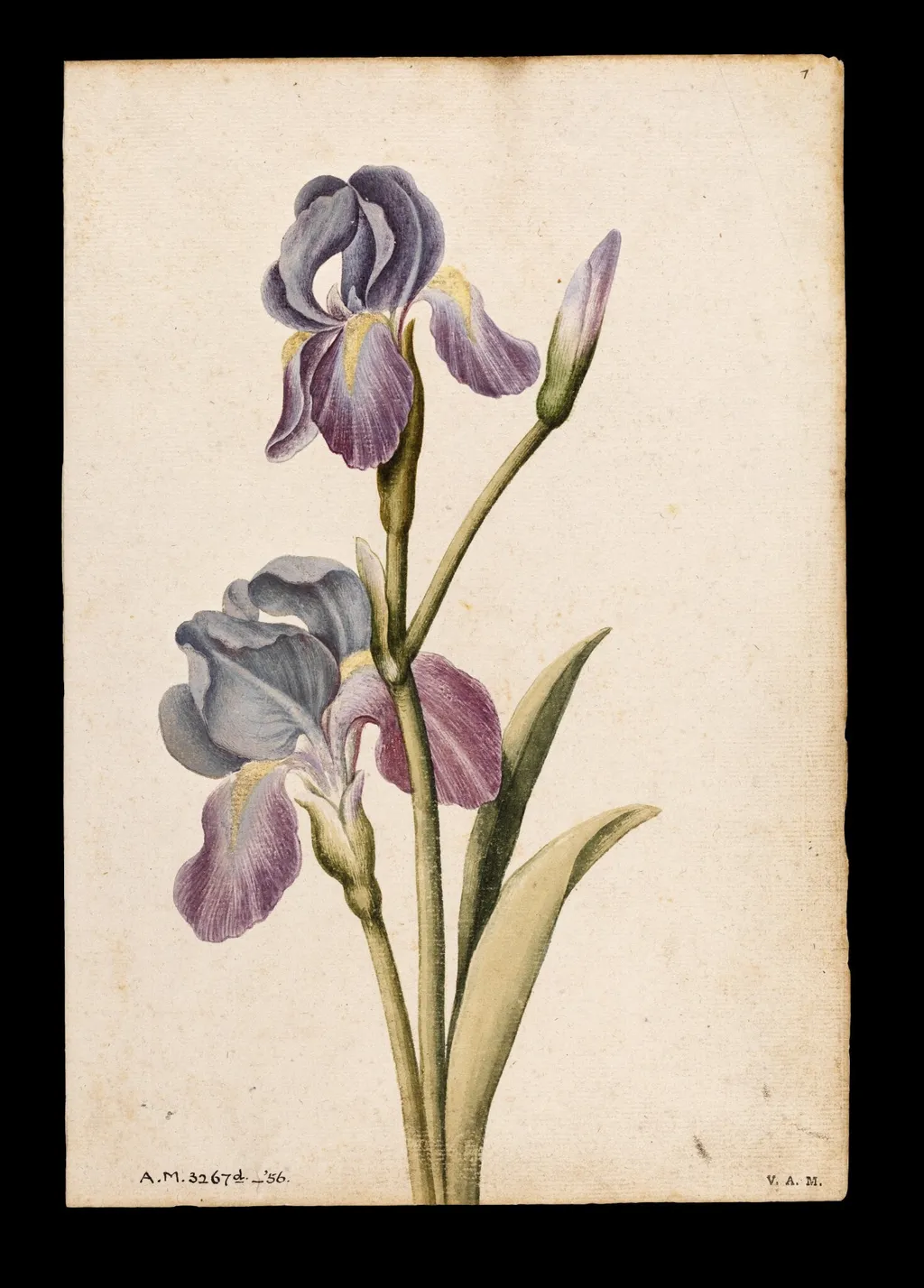Iris, by Jacques Le Moyne de Morgues, watercolor, 1568