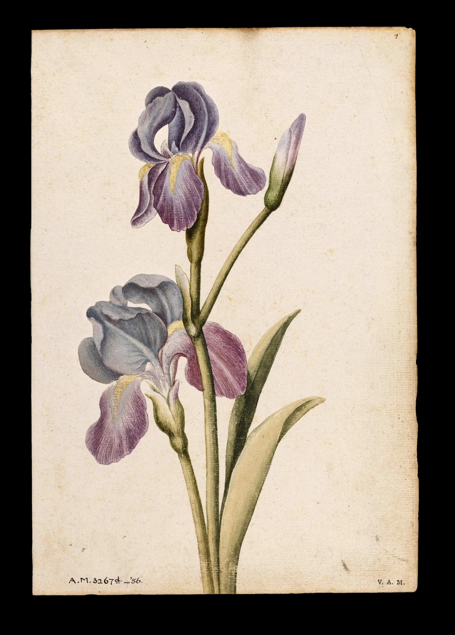 Iris, detail