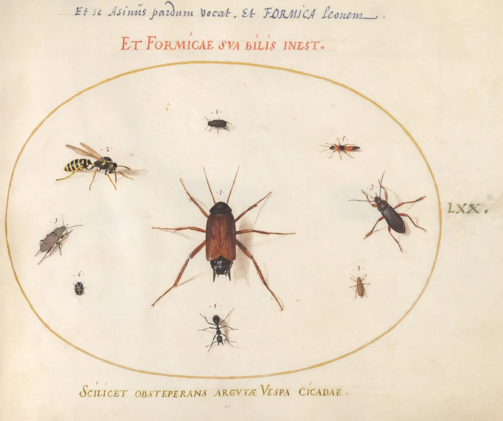 Plate 70: A Roach Surrounded by Insects, by Joris Hoefnagel, gouache, 1594
