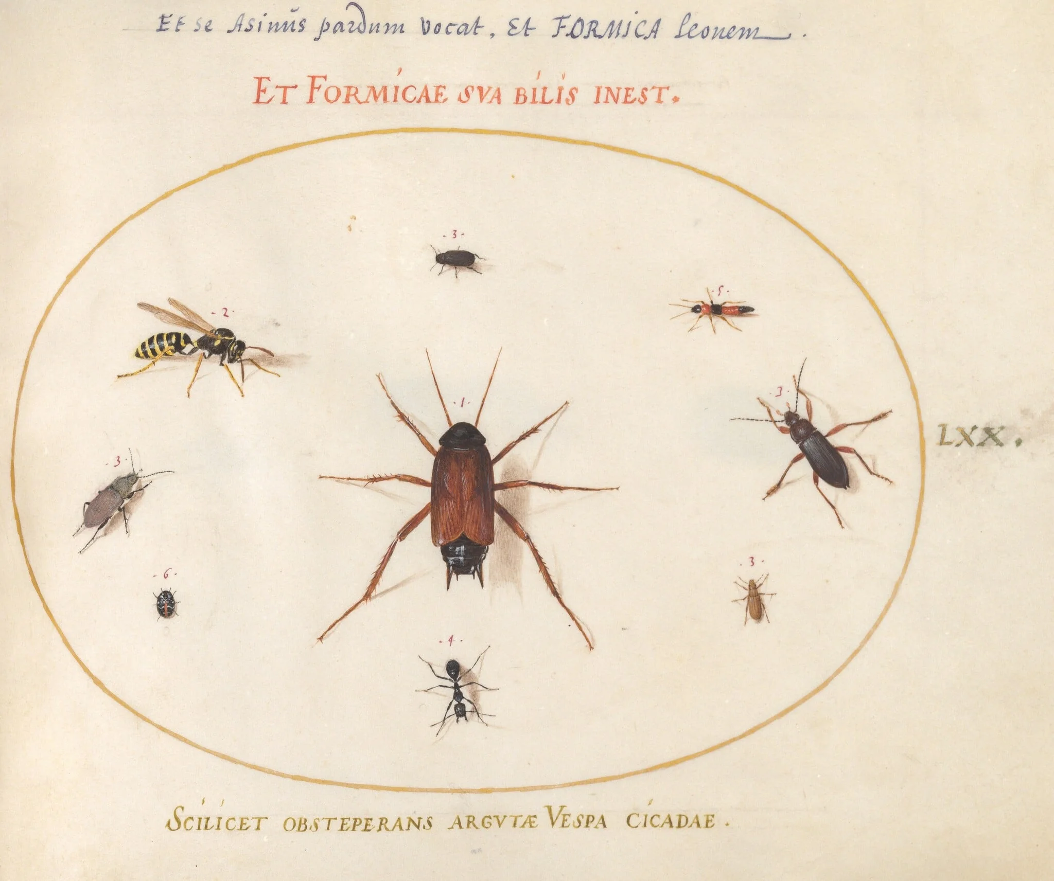 Plate 70: A Roach Surrounded by Insects, detail