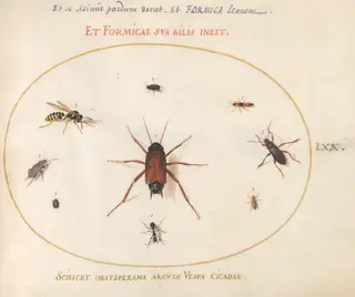 Plate 70: A Roach Surrounded by Insects, by Joris Hoefnagel, gouache, 1594