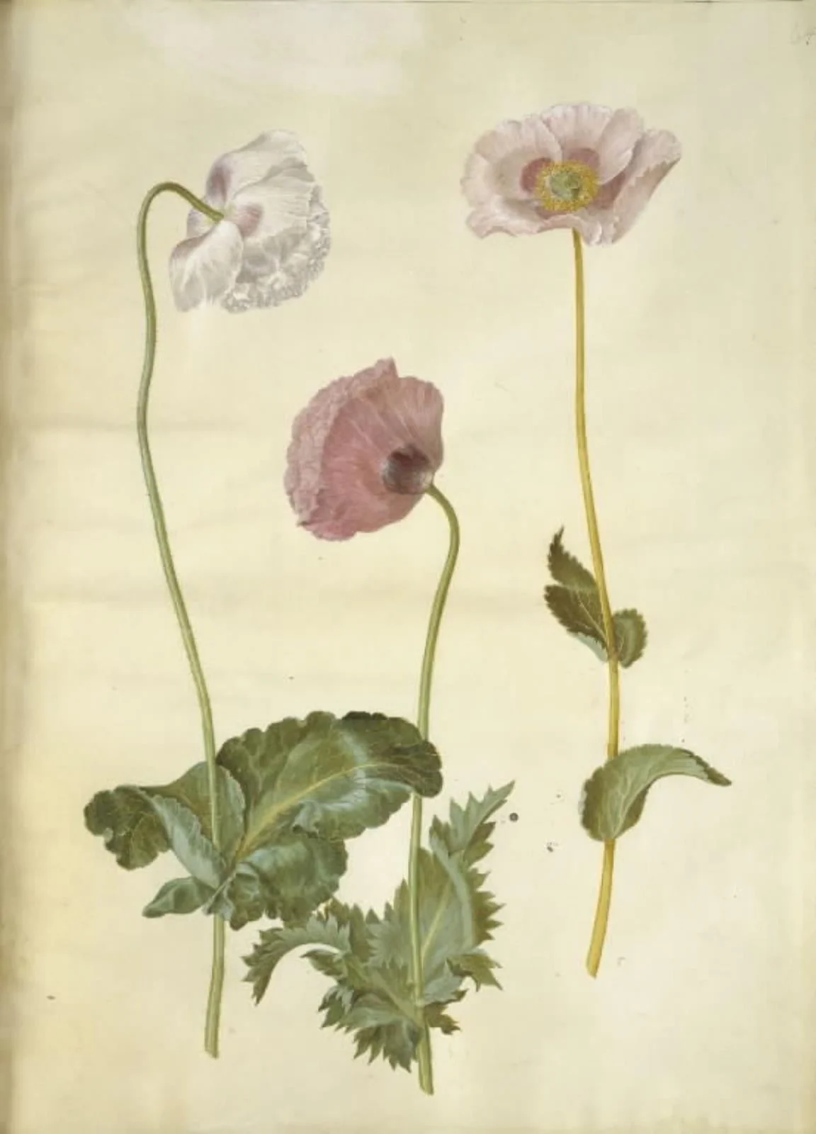 Papaver somniferum (opium-valmue), detail