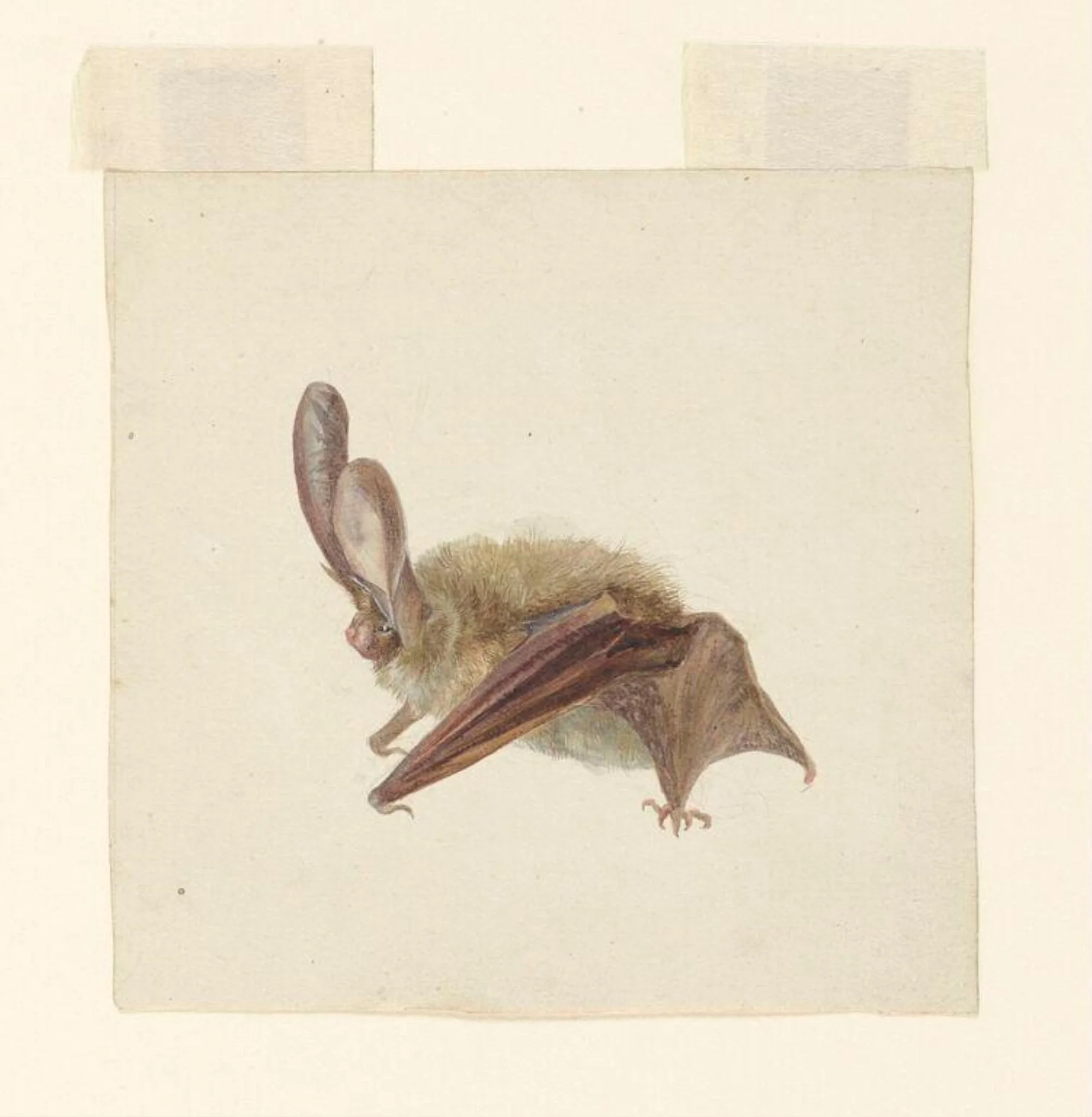 Side view of a bat with wings folded, detail