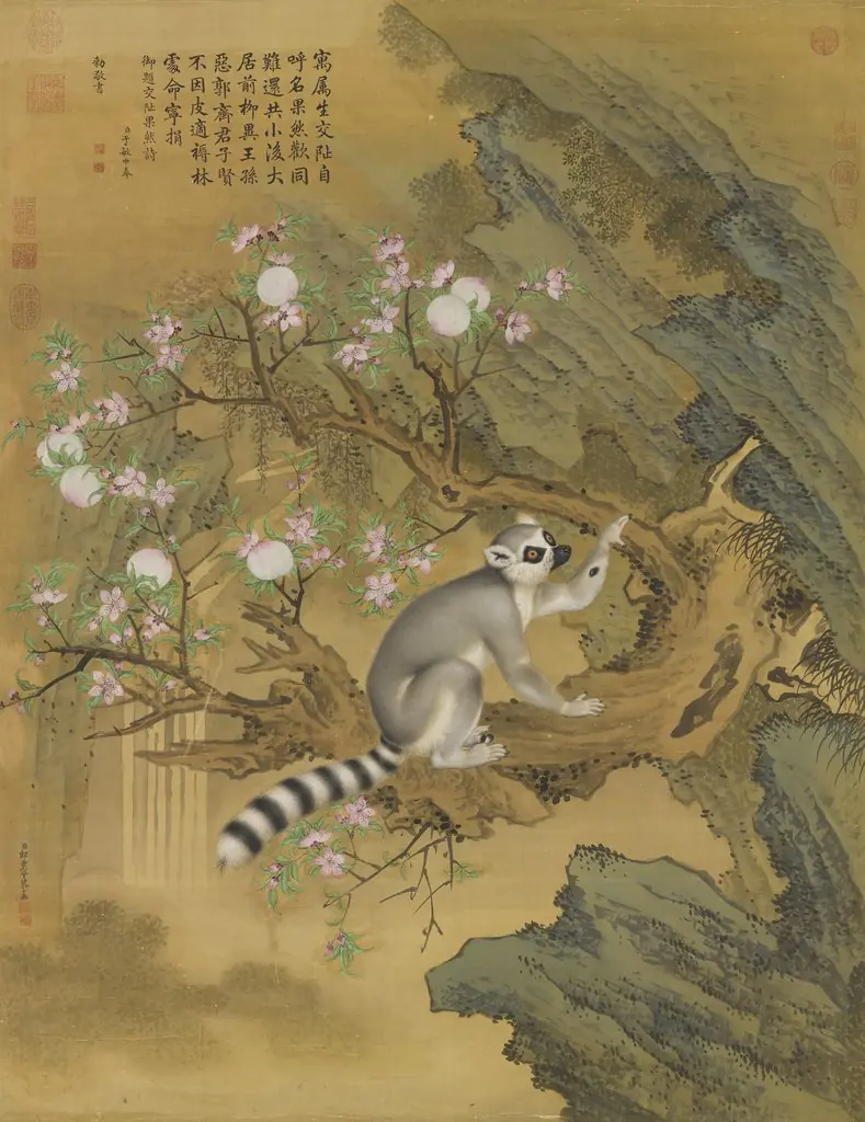 Lemur from Cochin, by Giuseppe Castiglione, unspecified, 1761