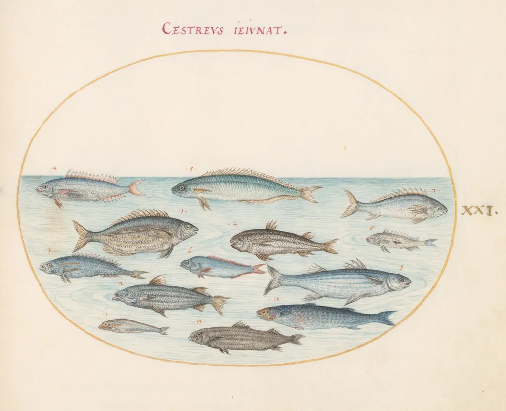 Plate 21: Cod(?) and Other Fish, by Joris Hoefnagel, gouache, 1594