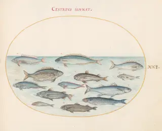 Plate 21: Cod(?) and Other Fish, by Joris Hoefnagel, gouache, 1594