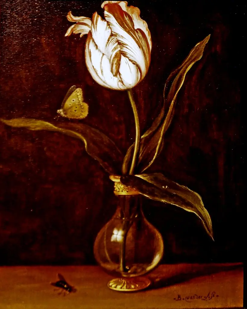 Vase with a single tulip, by Balthasar van der Ast, oil, 1625