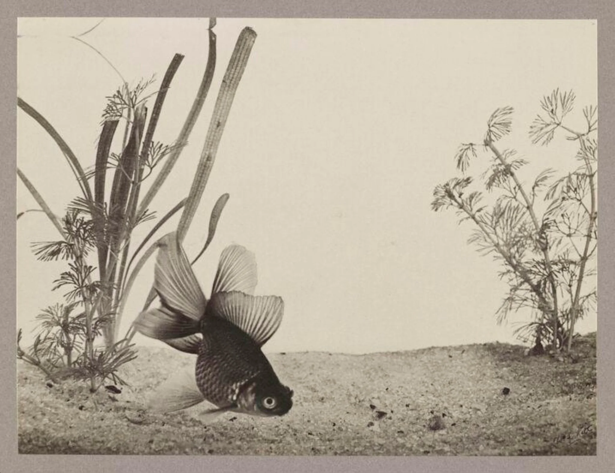 Chinese Telescope Goldfish, detail