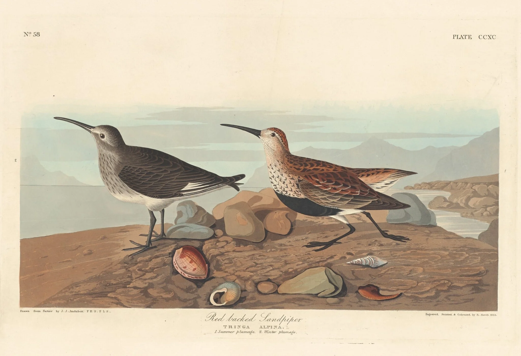 Red-backed Sandpiper, detail